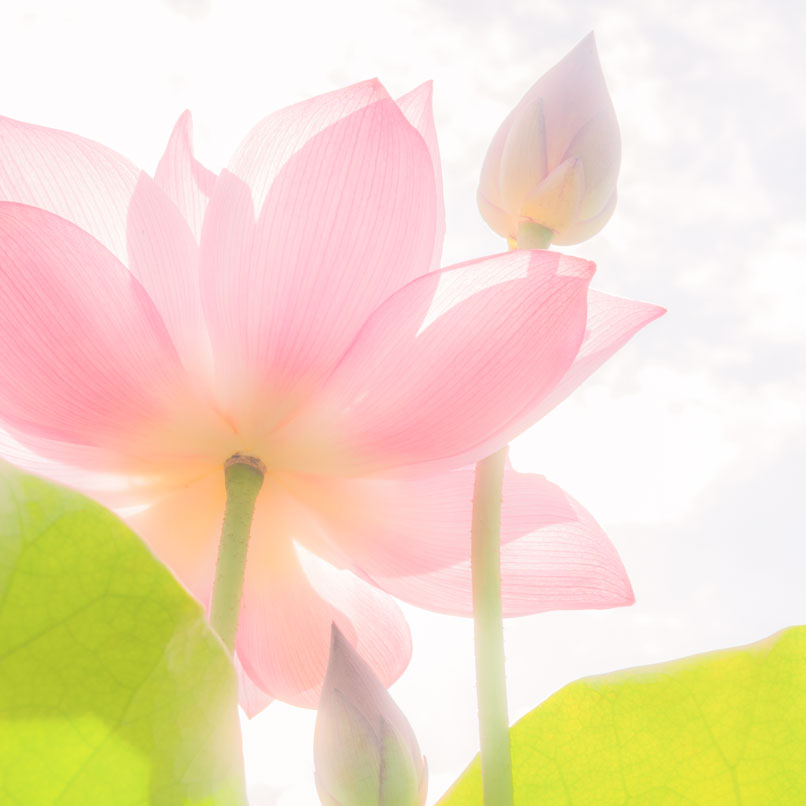 イメージ画像(ロータス)